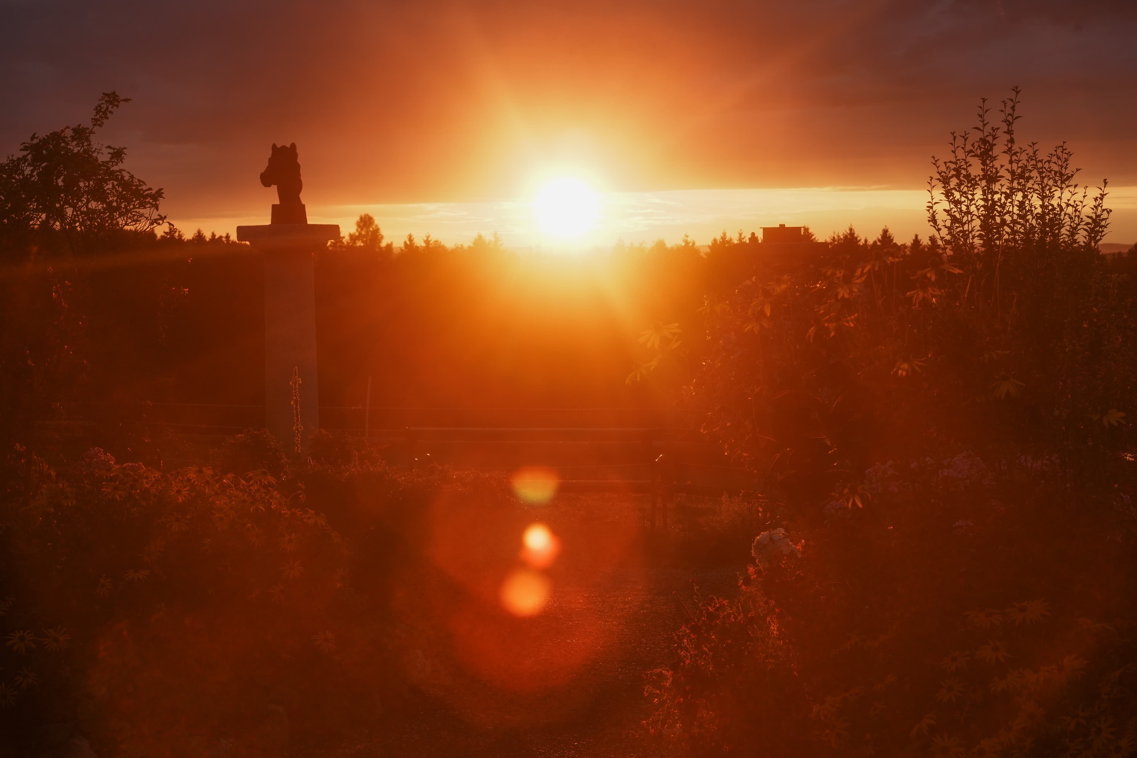 Blendende Abendsonne im Immling Garten